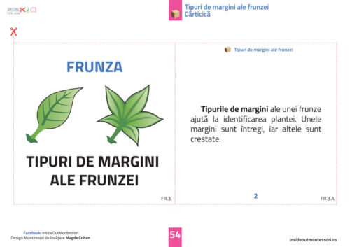 Partile unei plante - Frunza