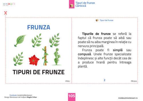 Partile unei plante - Frunza