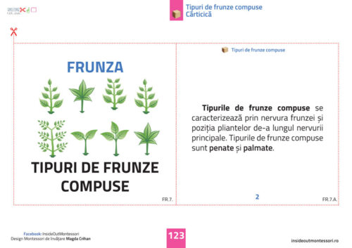 Partile unei plante - Frunza