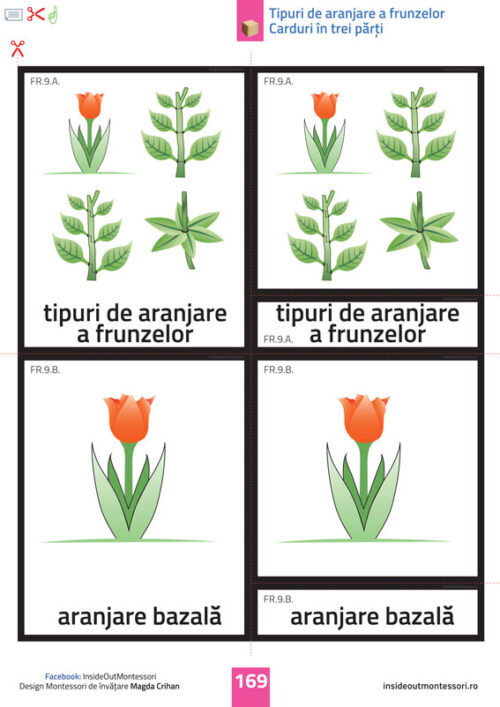 Partile unei plante - Frunza