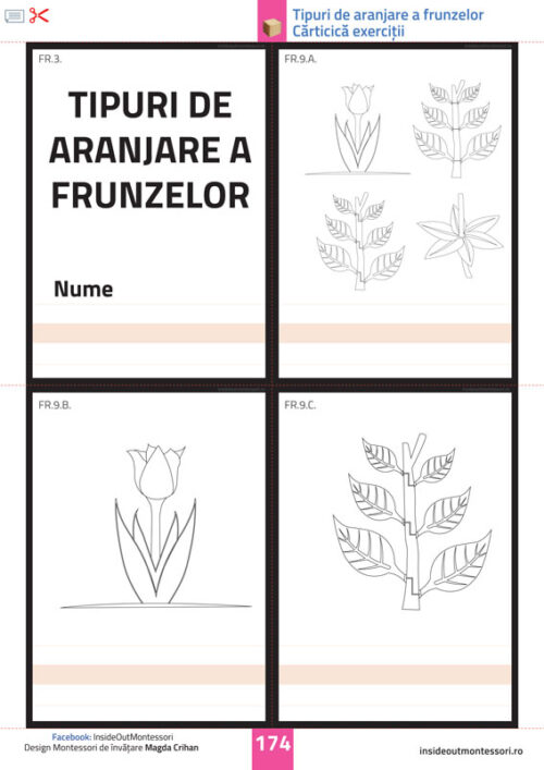 Partile unei plante - Frunza